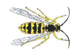 Common Wasp (no dots on the abdomen)