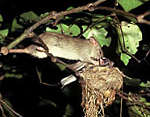 Rat eating a fantail in its nest