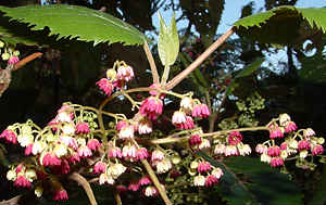 Flowers of the lovely makomako or wineberry tree