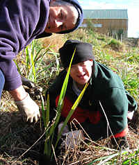 Beryl assists a student to plant a wharariki (flax)