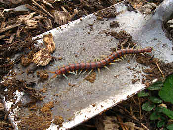 Biodiversity comes in all shapes and sizes… this magnificent centipede was disturbed during a planting session.  We gently returned it to its habitat, and hope it is doing well